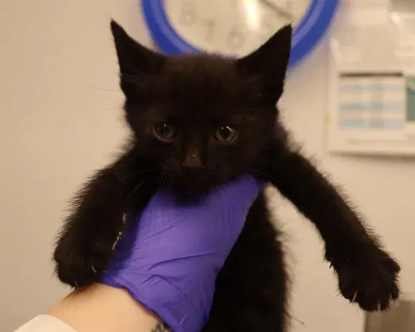 Orange Collar - Domestic Short Hair