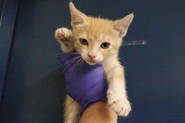 Unknown - Domestic Short Hair