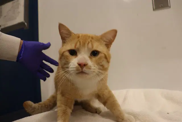 Unknown - Domestic Short Hair
