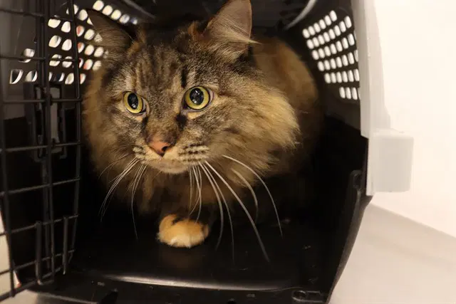 Unknown - Domestic Medium Hair