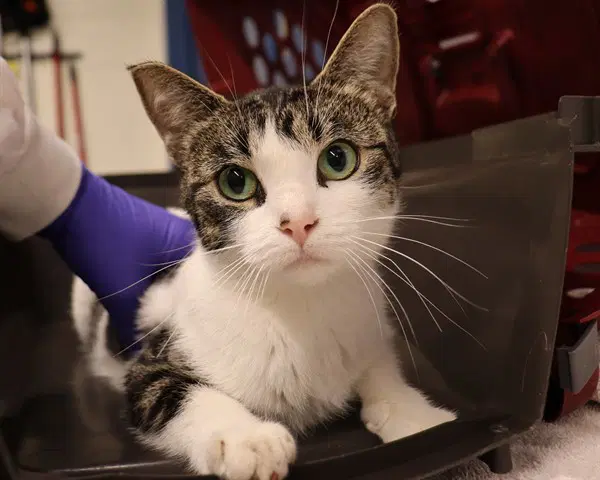 Unknown - Domestic Short Hair