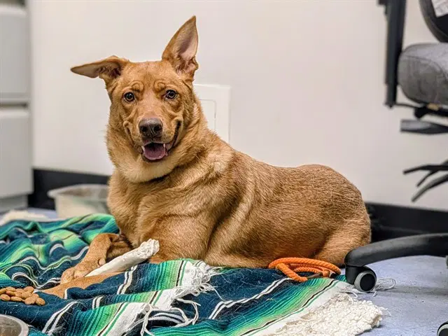 Unknown - German Shepherd Dog