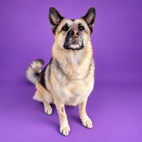 Annie Asc Hidden Gem - German Shepherd Dog