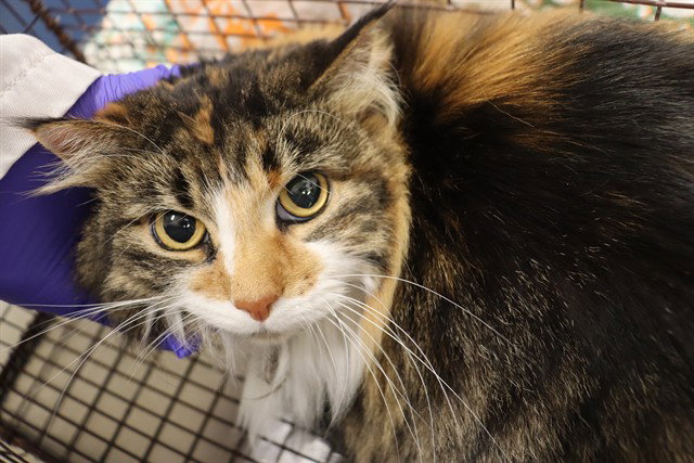 Felicity (Asc), Domestic Medium Hair