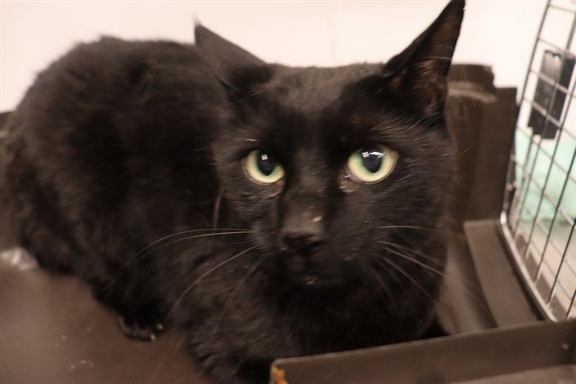 Baxter (Asc), Domestic Short Hair