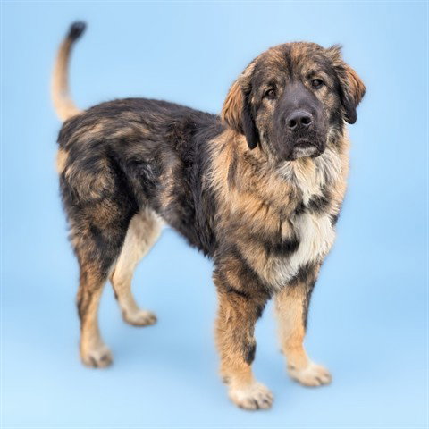 Hank (Abs), Leonberger