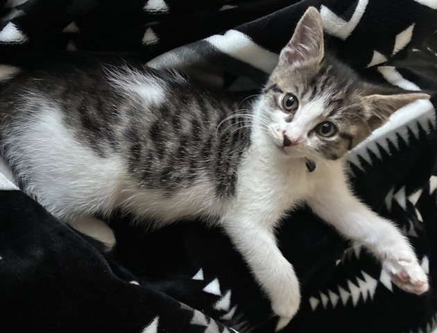 Butters, Domestic Short Hair