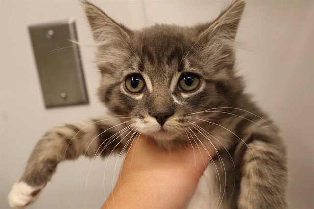 A0958675, Domestic Medium Hair