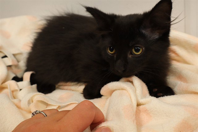A0958680, Domestic Medium Hair