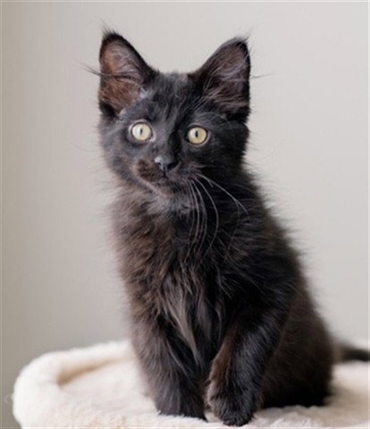 PEPPER (ABS), a cat for adoption from The City of Calgary Animal & Bylaw Services