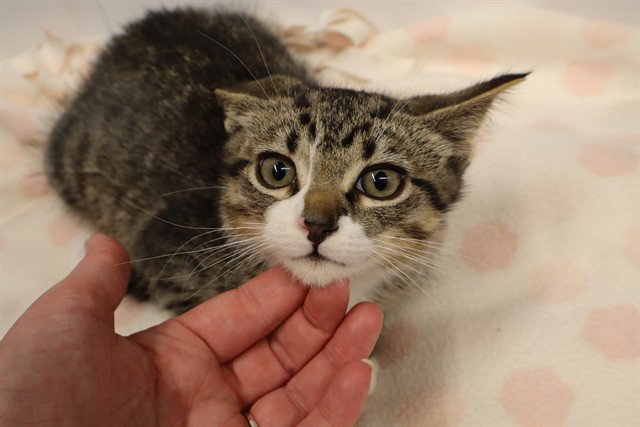 A0958687, Domestic Medium Hair