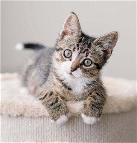NUTMEG (ABS), a cat for adoption from The City of Calgary Animal & Bylaw Services