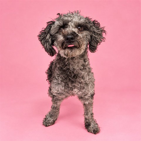 Lily (Abs), Poodle (Miniature)
