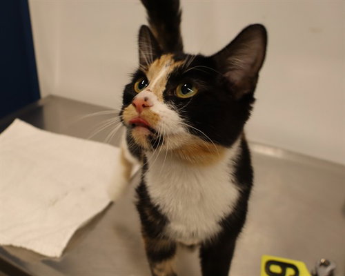 A0960739, a cat for adoption from The City of Calgary Animal & Bylaw Services