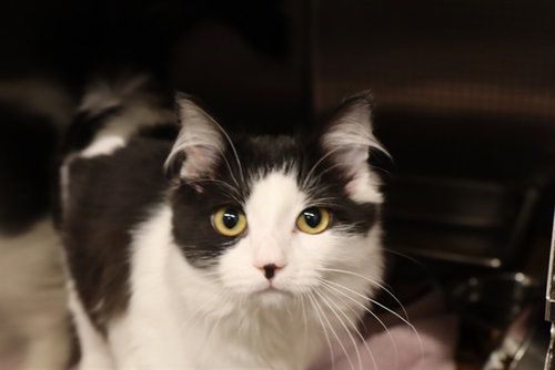 OREO, a cat for adoption from The City of Calgary Animal & Bylaw Services