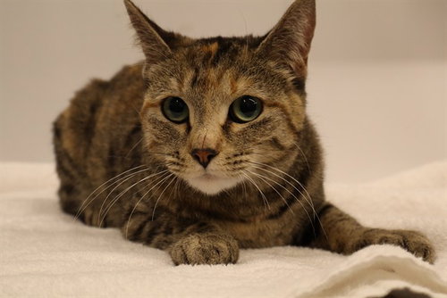 TILLY (ABS), a cat for adoption from The City of Calgary Animal & Bylaw Services