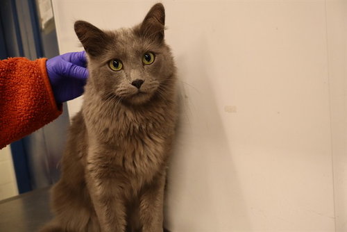 RAMEN (ABS), a cat for adoption from The City of Calgary Animal & Bylaw Services