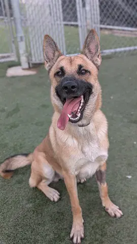 Henry Asc Hidden Gem - German Shepherd Dog