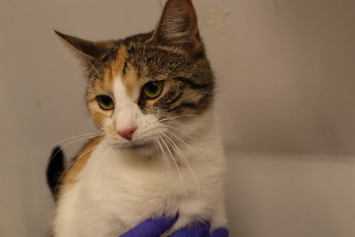 CLOVE (ASC), a cat for adoption from The City of Calgary Animal & Bylaw Services