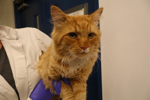 CHESTER (ABS), a cat for adoption from The City of Calgary Animal & Bylaw Services
