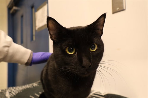 MAGIC (ABS), a cat for adoption from The City of Calgary Animal & Bylaw Services