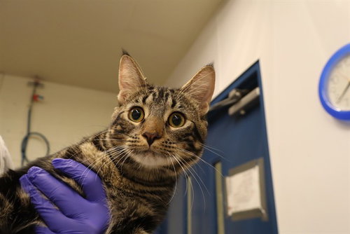 A0961531, a cat for adoption from The City of Calgary Animal & Bylaw Services