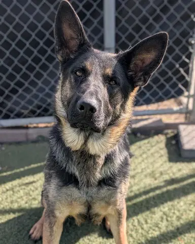 Hallow - German Shepherd Dog