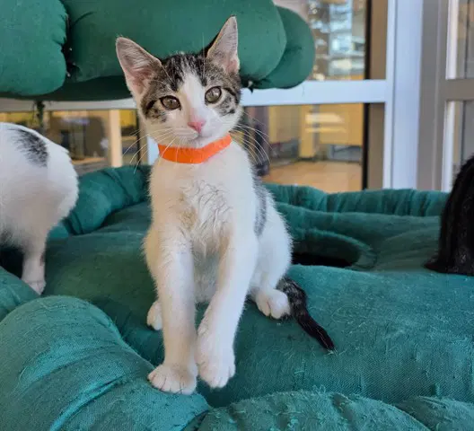Unknown - Domestic Short Hair