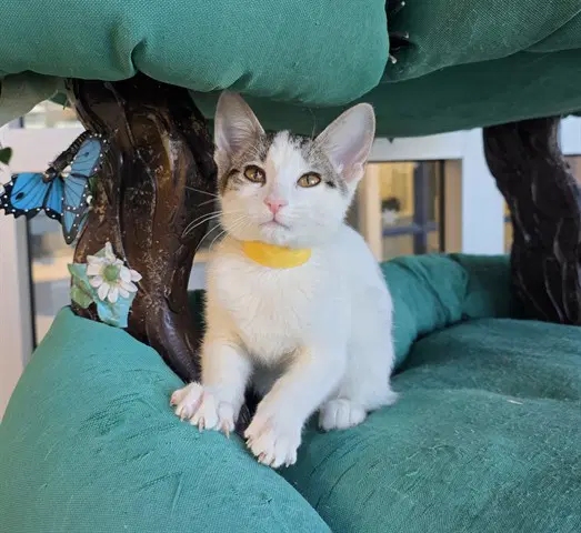 Unknown - Domestic Short Hair