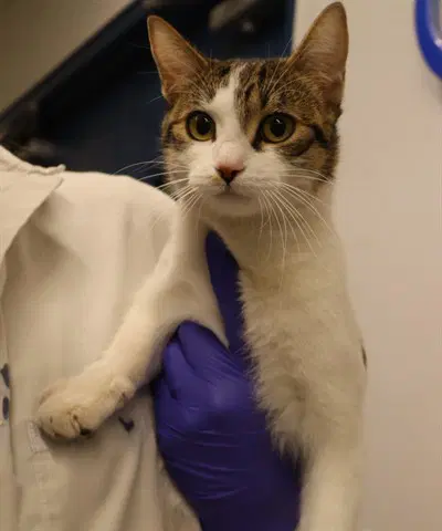 Tonks - Domestic Short Hair