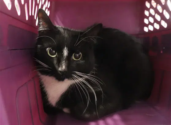 Barnaby - Domestic Short Hair