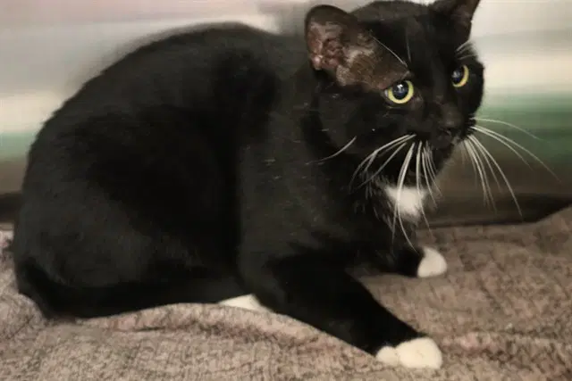 Oliver - Domestic Short Hair