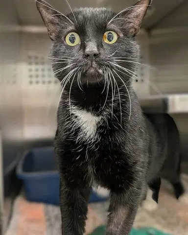 Oliver - Domestic Short Hair