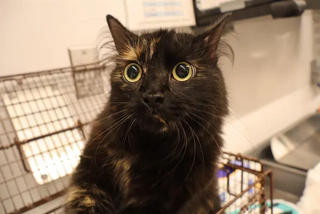 Unknown - Domestic Medium Hair