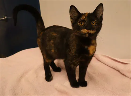 Barnaby - Domestic Short Hair