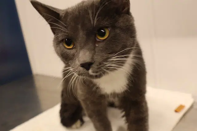 Unknown - Domestic Short Hair