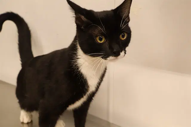 Felix - Domestic Short Hair