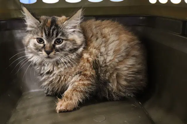 Luna - Domestic Long Hair