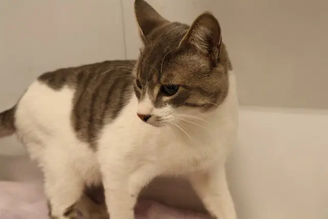 Barnaby - Domestic Short Hair