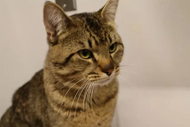 Shadow - Domestic Short Hair