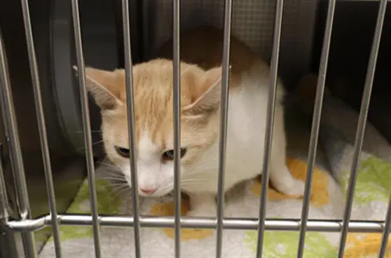 Unknown - Domestic Short Hair