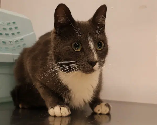 Unknown - Domestic Short Hair
