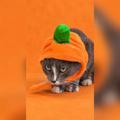 Unknown - Domestic Short Hair