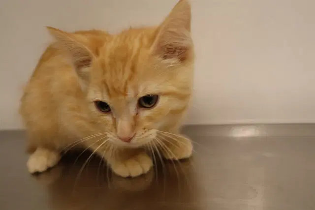 Unknown - Domestic Short Hair