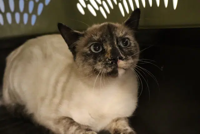 Unknown - Domestic Short Hair
