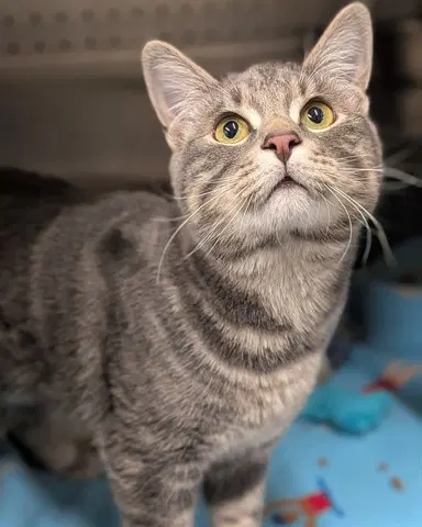 Barnaby - Domestic Short Hair