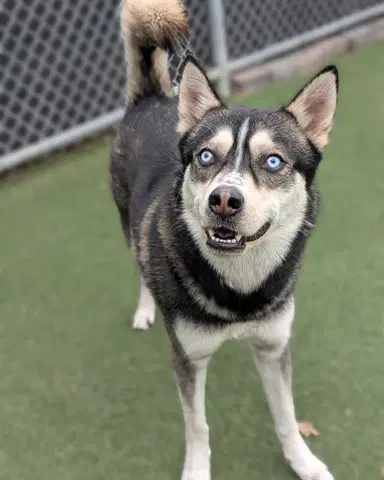 Max - Husky