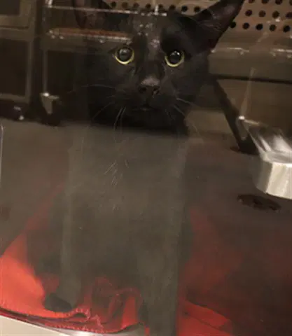 Shadow - Domestic Short Hair