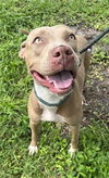 adoptable Dog in Fort Lauderdale, FL named DAISY