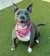 adoptable Dog in Fort Lauderdale, FL named DESTINY